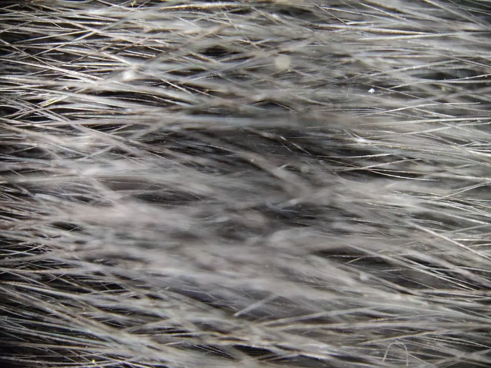 Pelo di gatto