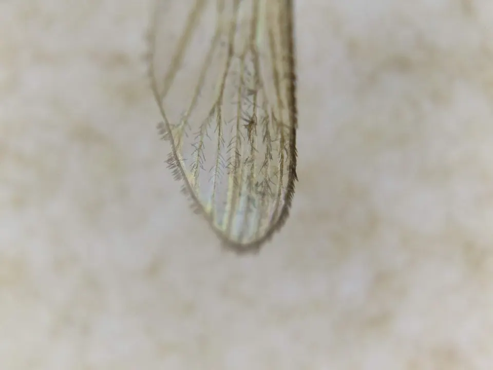 Dettaglio dell'ala